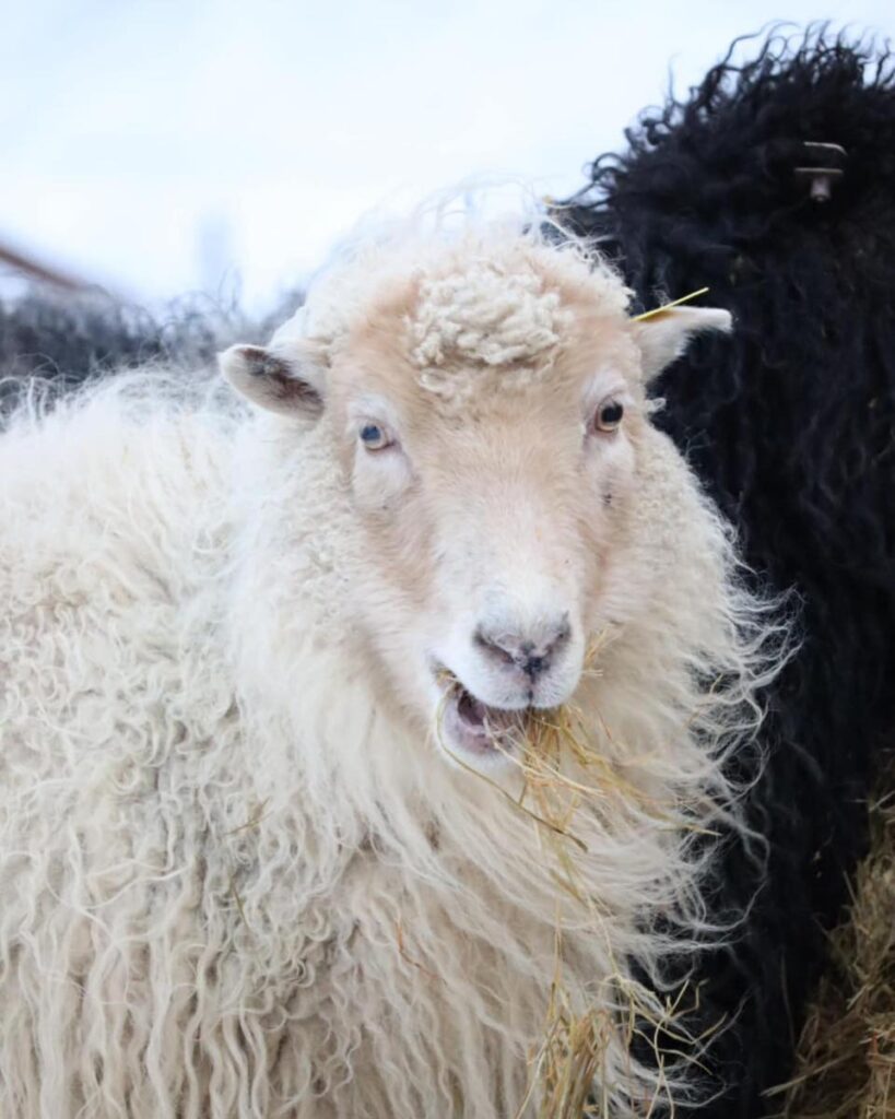 480684435 957966426471855 3198822262369080824 n